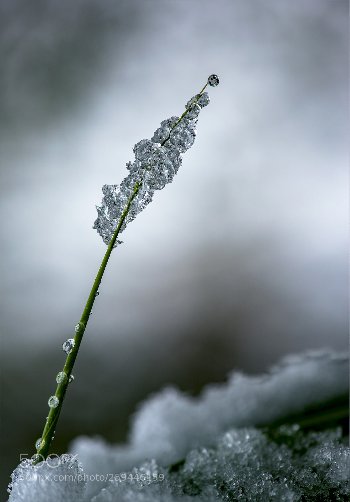 Nikon D800 sample photo. Popsicle photography