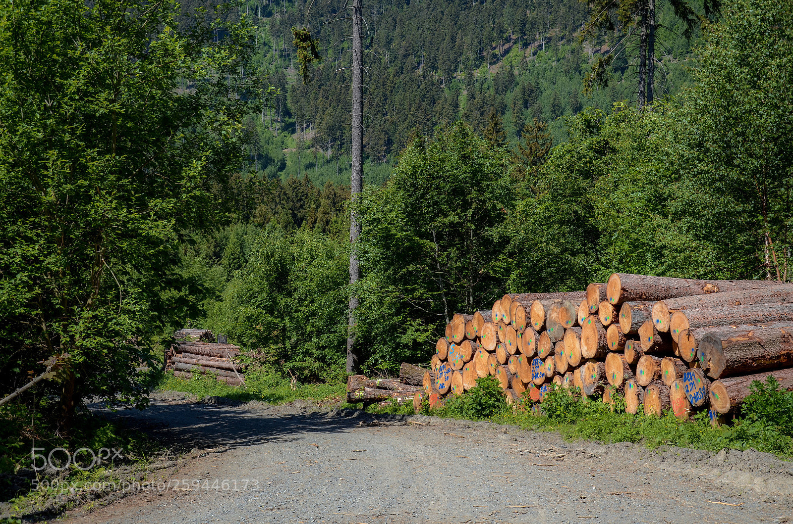 Nikon D7000 sample photo. Forest in harz * photography