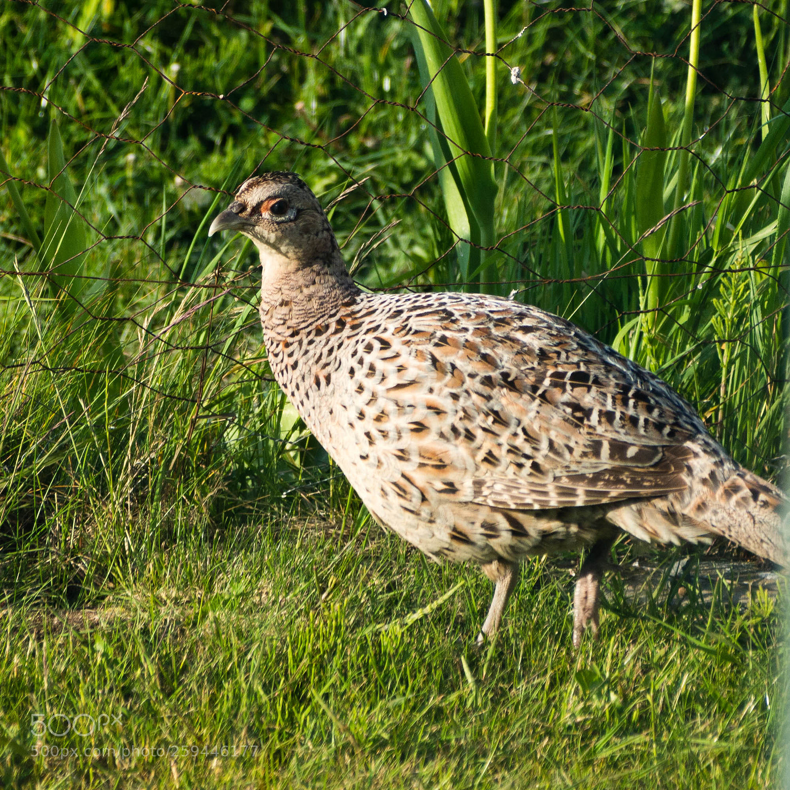 Olympus OM-D E-M5 sample photo. Female pheasant photography