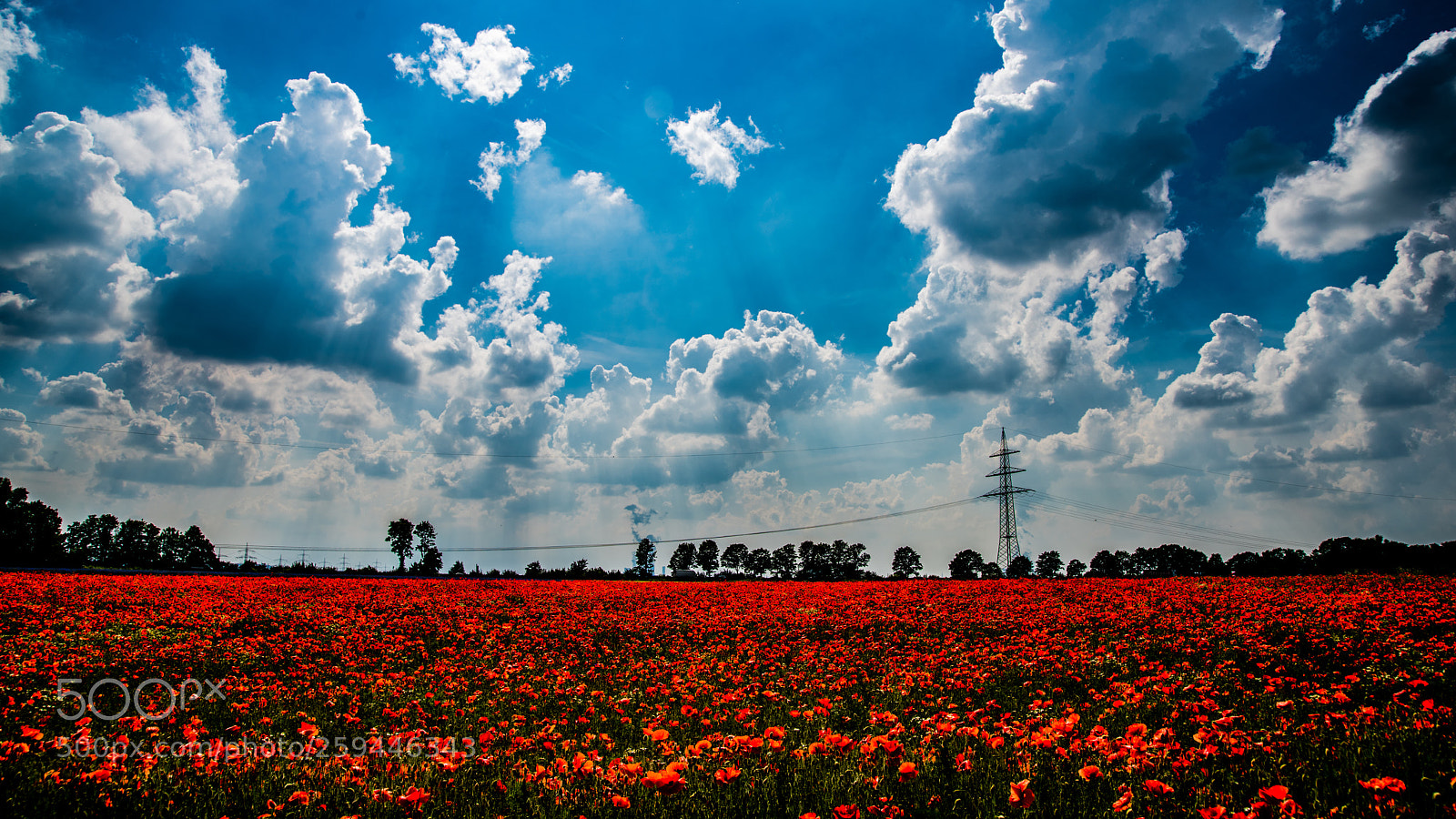 Nikon D810 sample photo. Fields photography