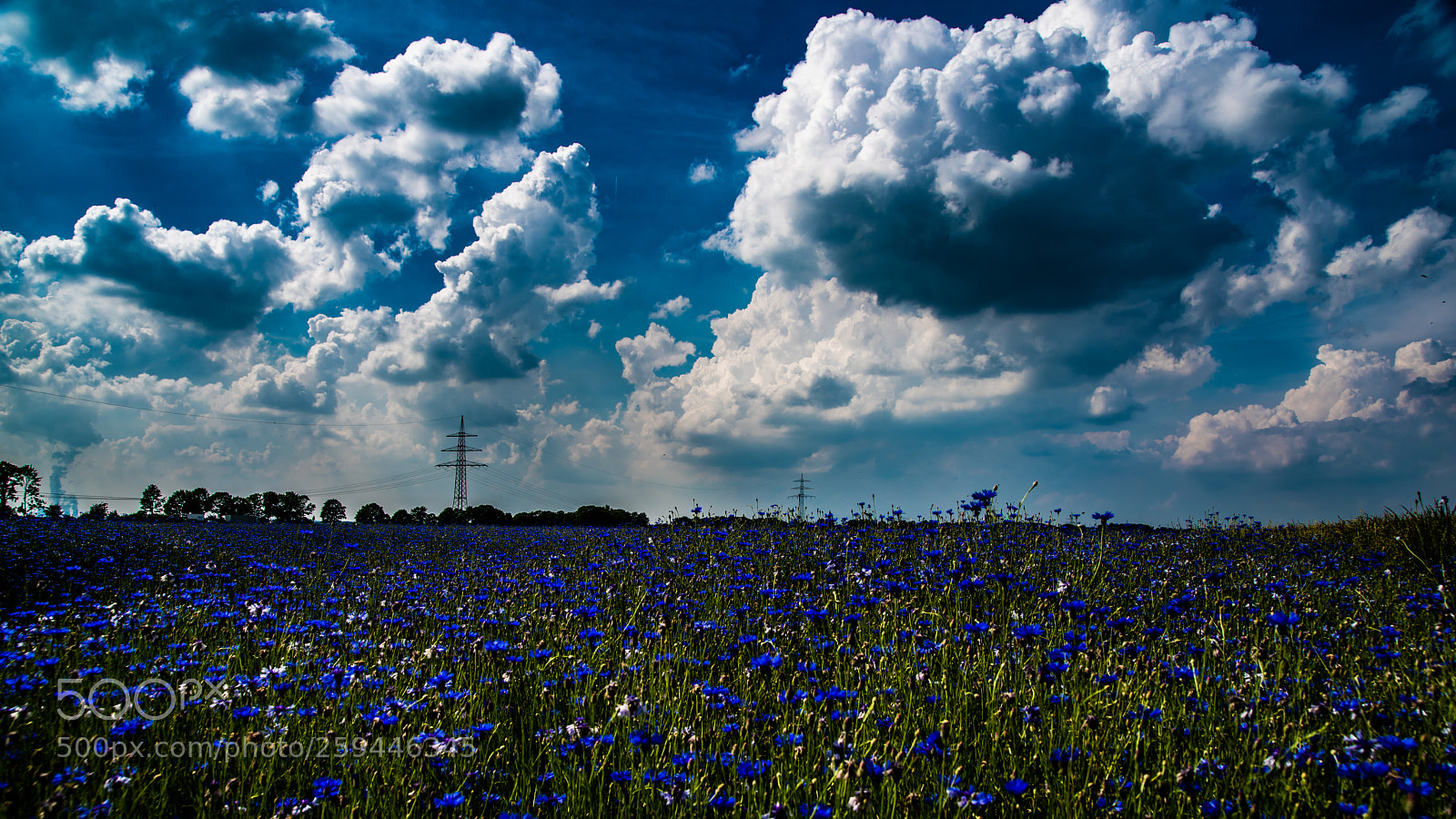 Nikon D810 sample photo. Fields photography