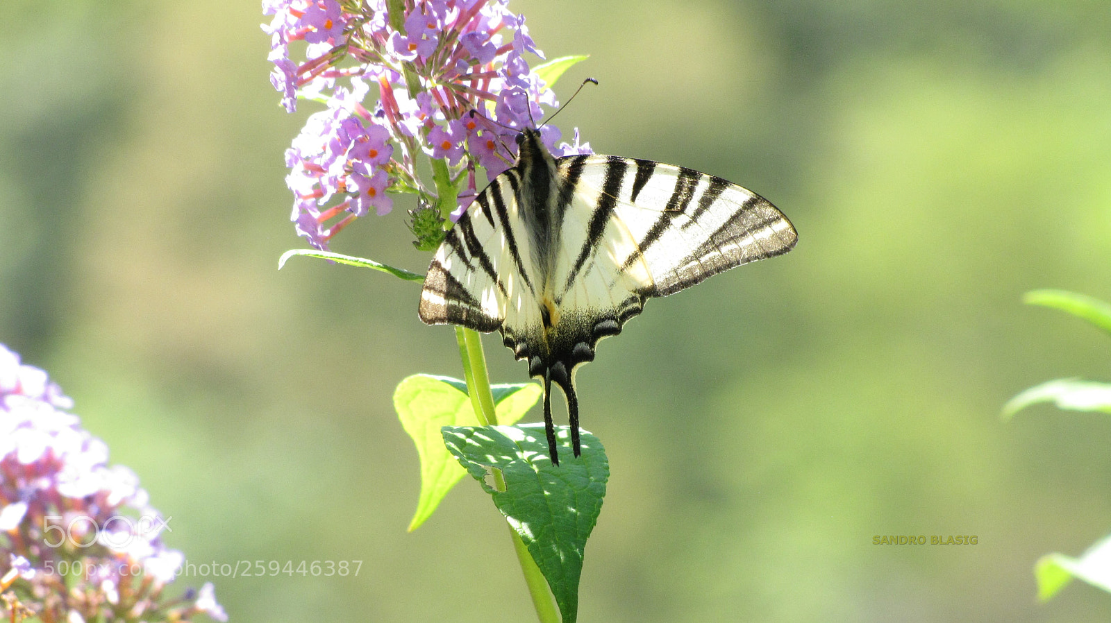 Canon PowerShot SX10 IS sample photo. Butterfly photography