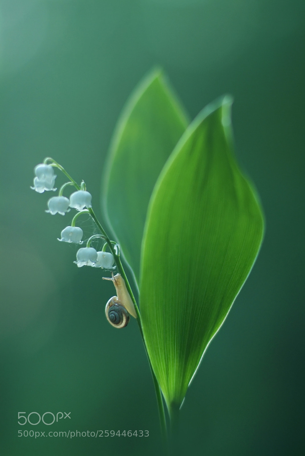 Fujifilm FinePix S3 Pro sample photo. *** photography