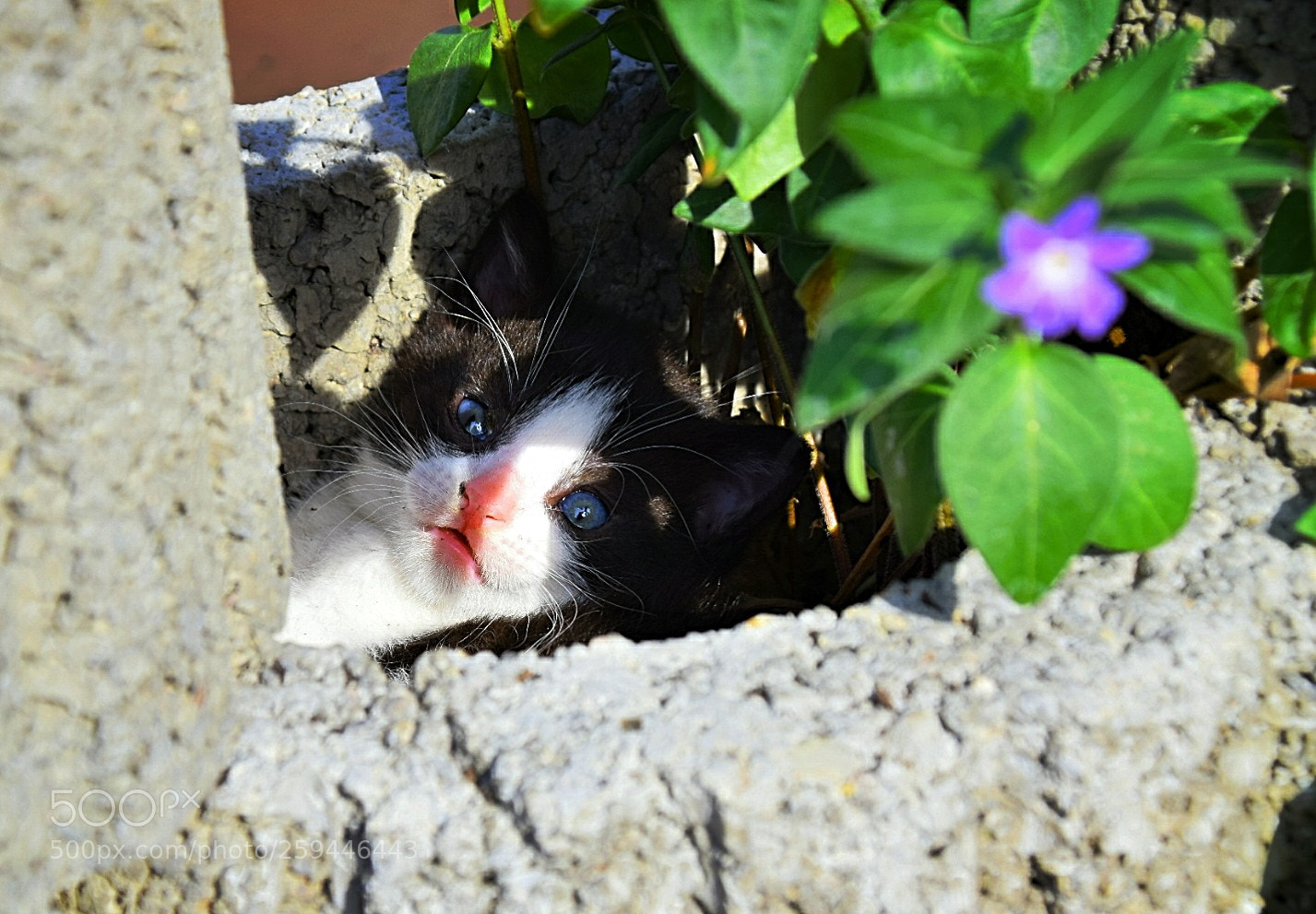 Nikon D5300 sample photo. Im blumentopf versteckt! photography