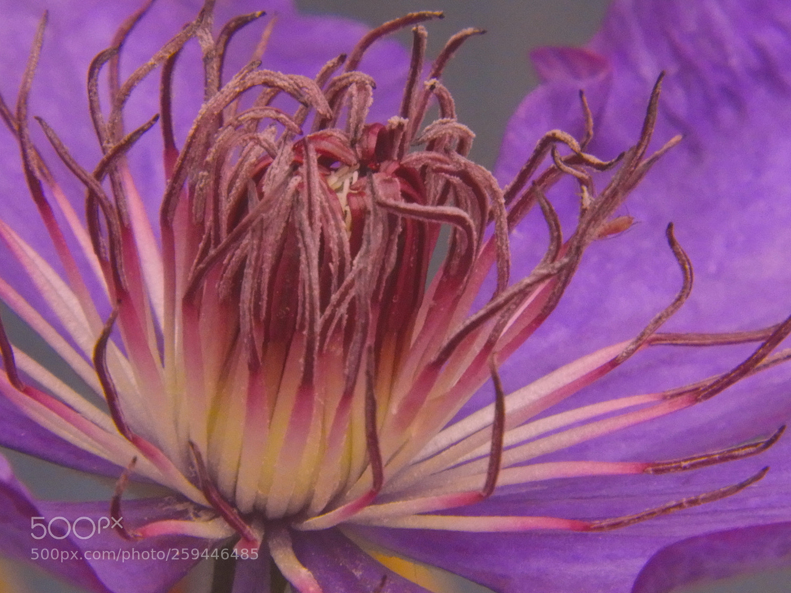Nikon Coolpix B700 sample photo. Heart of a clematis photography