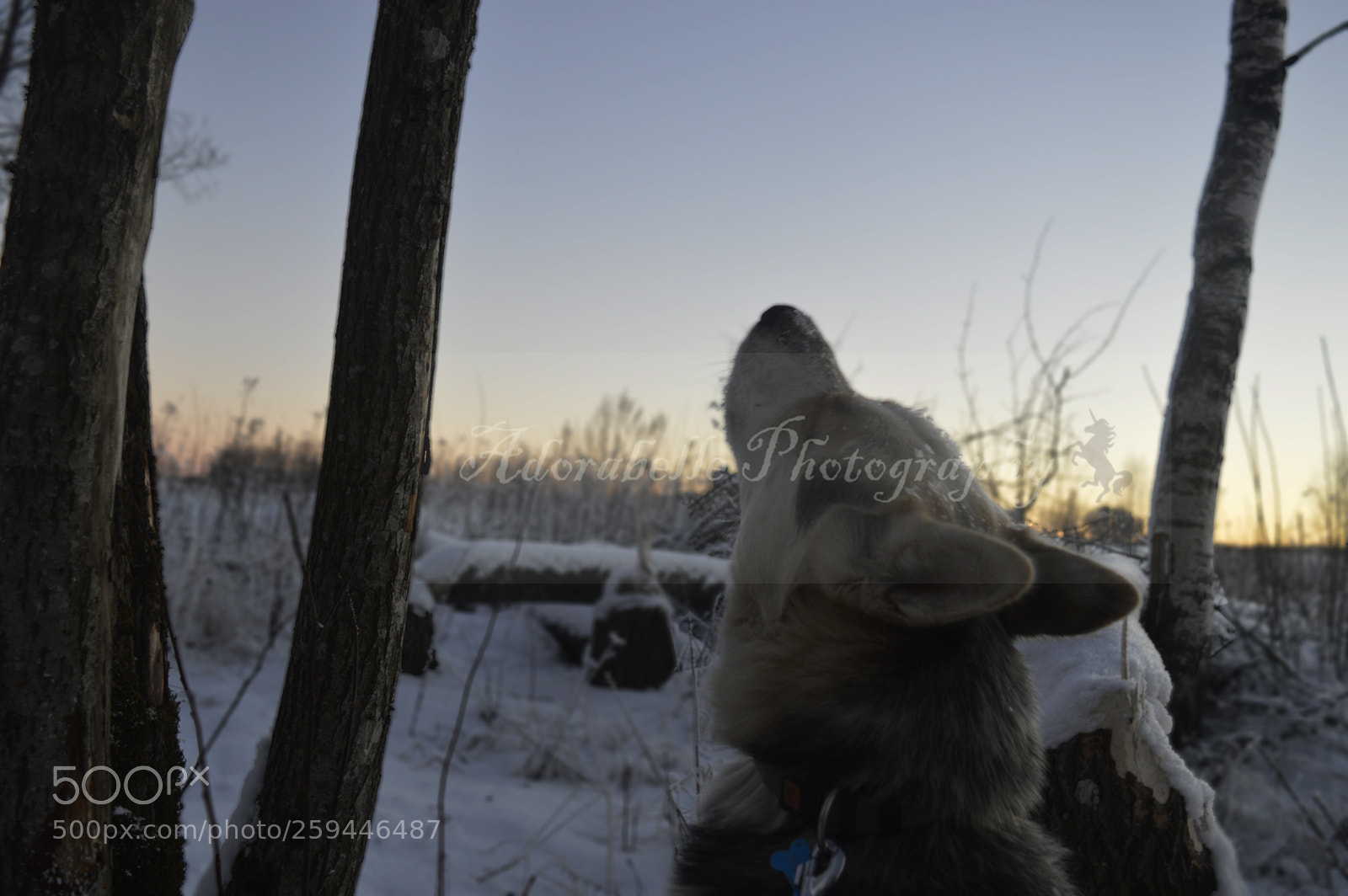 Nikon D3200 sample photo. Life is beautiful photography