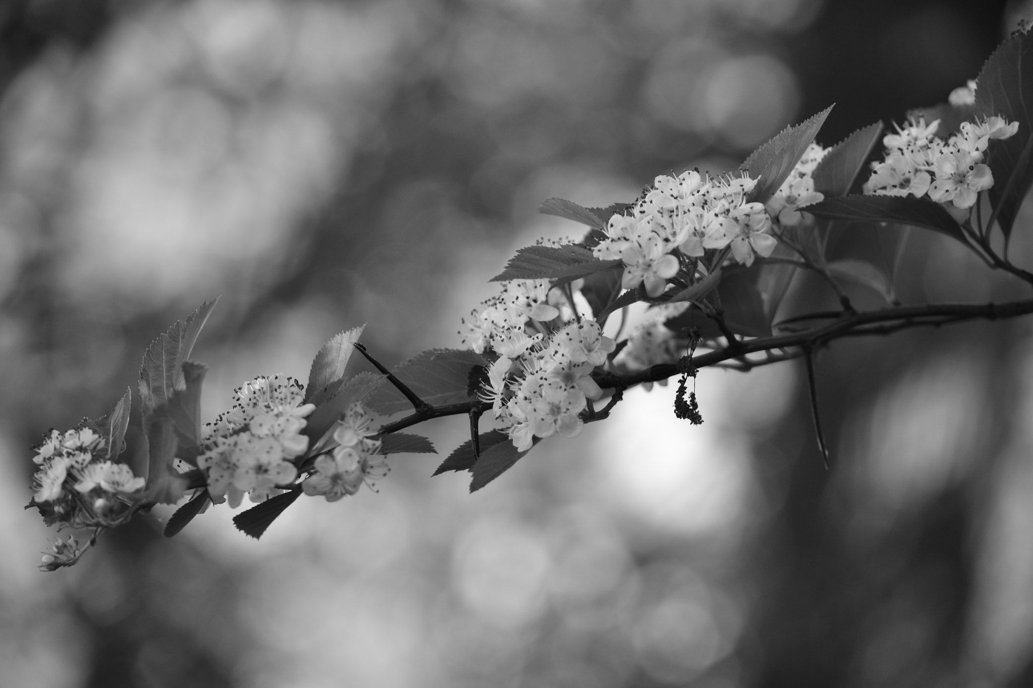 Nikon D3100 sample photo. Bloem photography