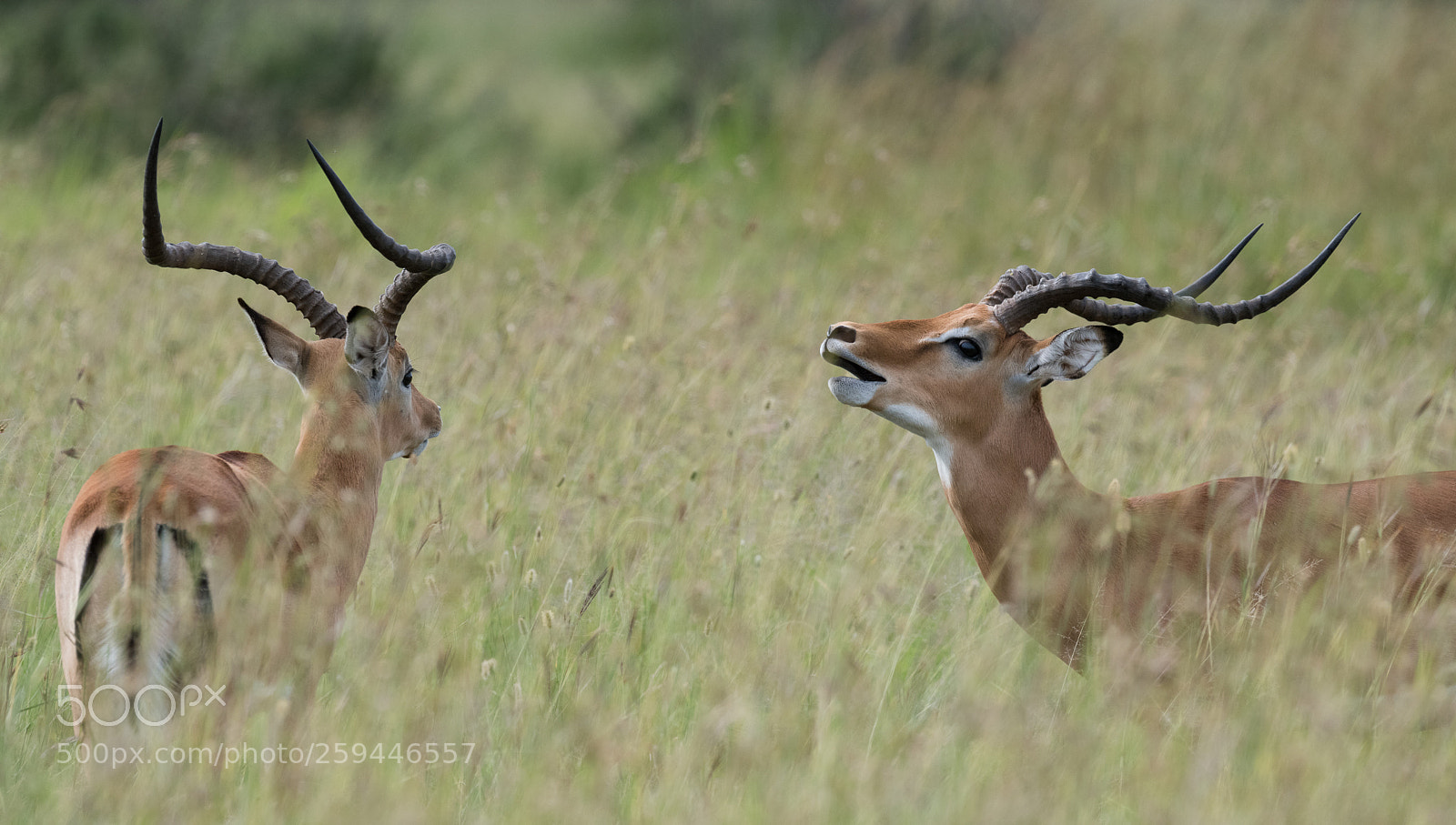 Nikon D850 sample photo. Impalas photography