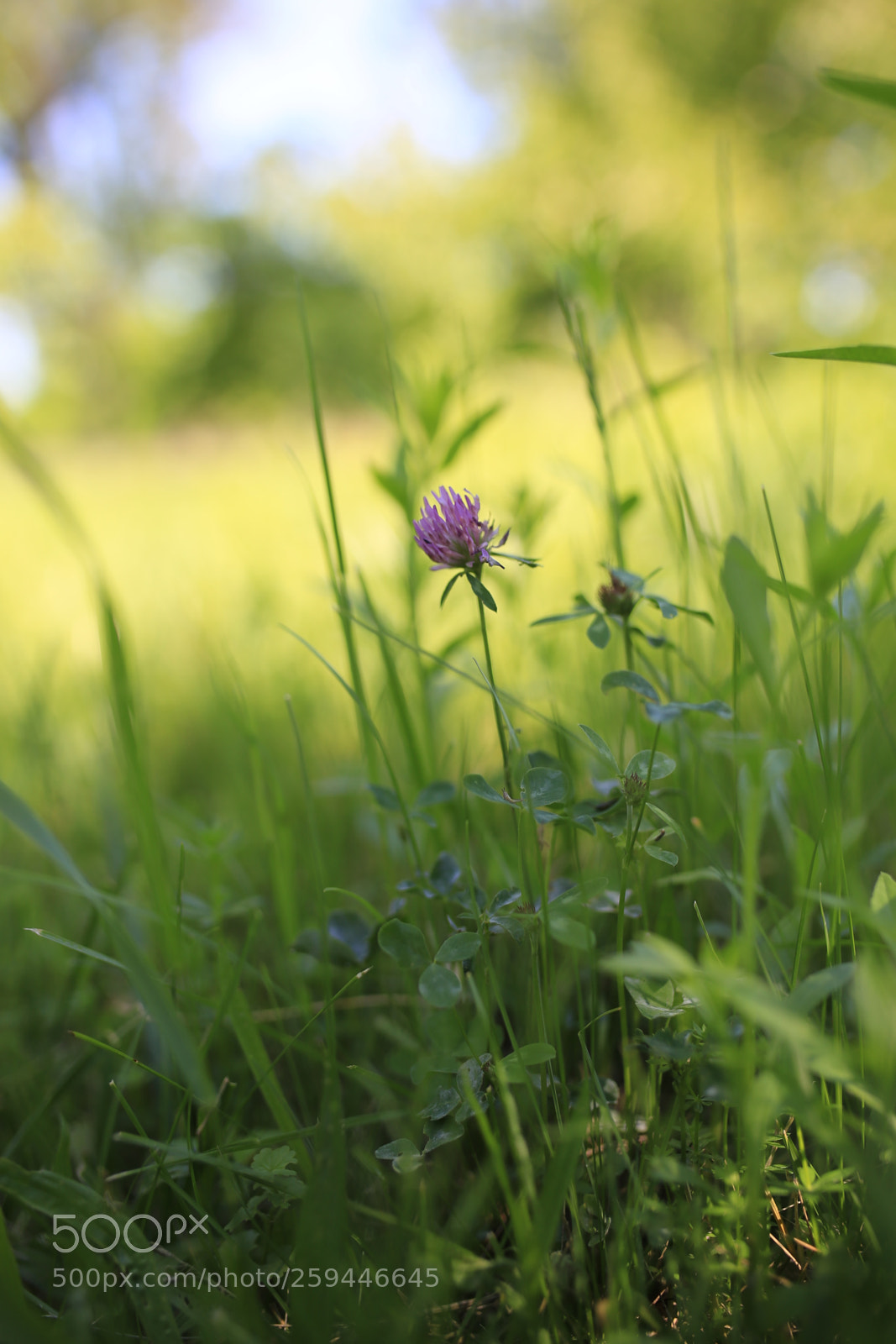 Sigma 35mm F1.4 DG HSM Art sample photo. -summer photography
