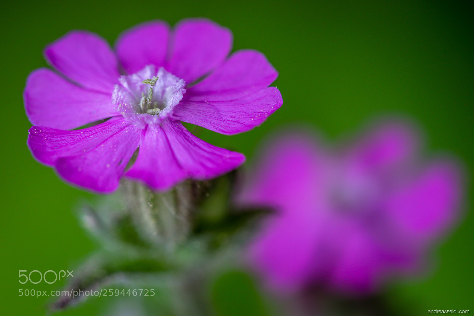 Sony a7 sample photo. Rote lichtnelke silene dioica photography