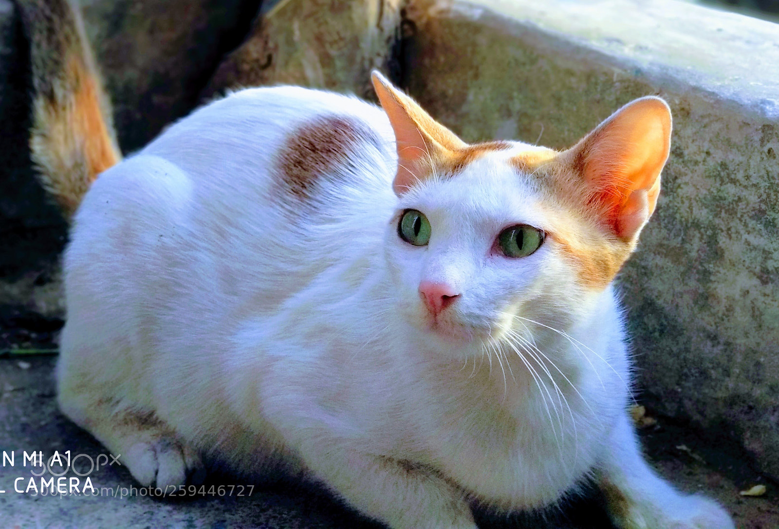 Xiaomi Mi A1 sample photo. Cute cat photography