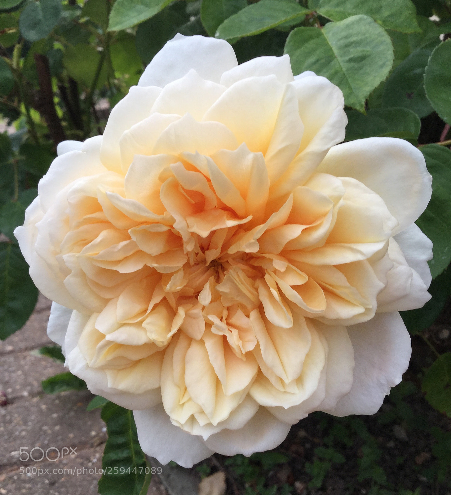 Apple iPod touch sample photo. A beautiful rose photography