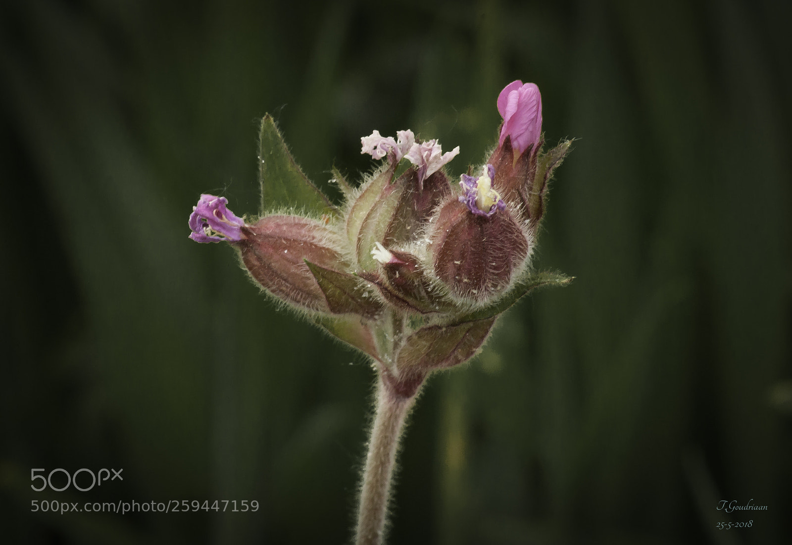 Nikon D5000 sample photo. Flared flower photography