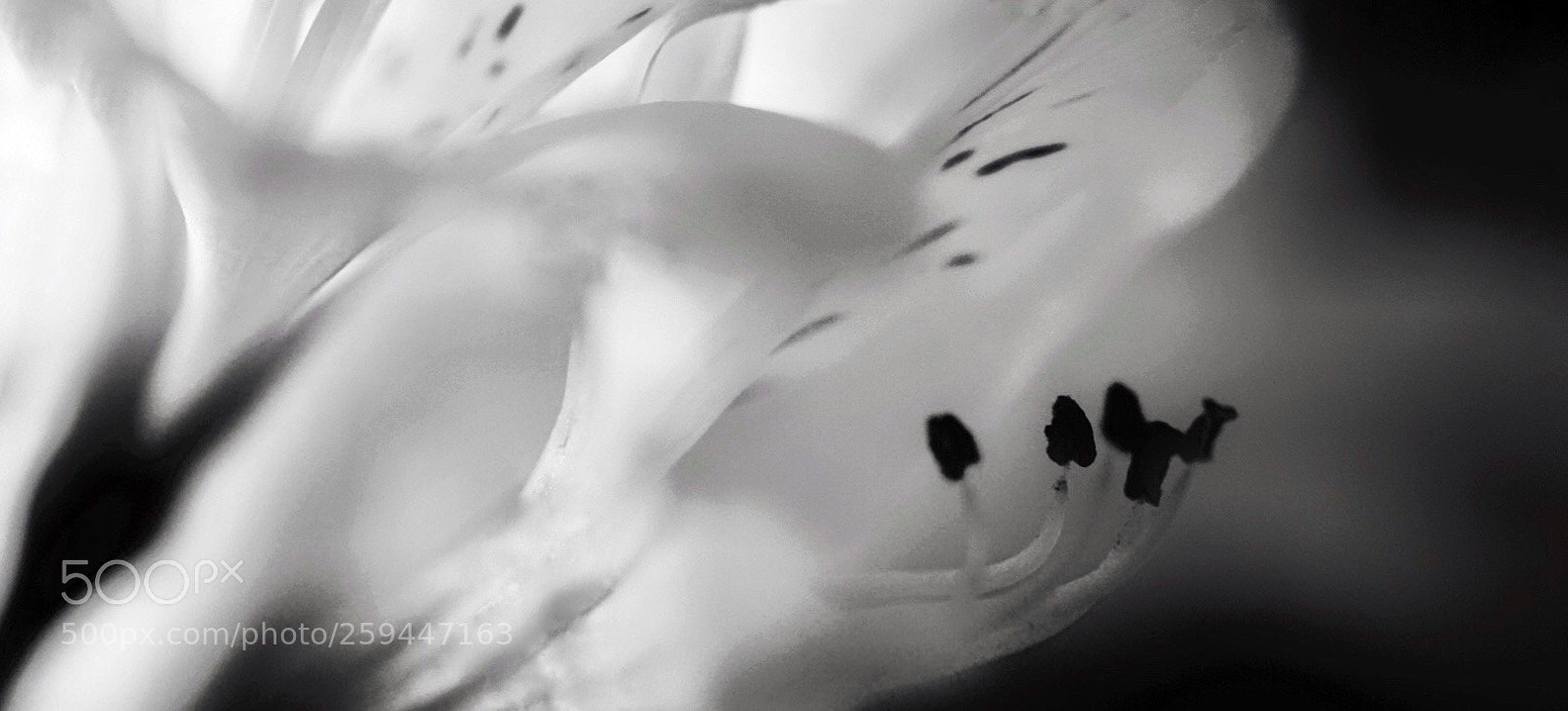 Sony a7 II sample photo. Moonflower photography