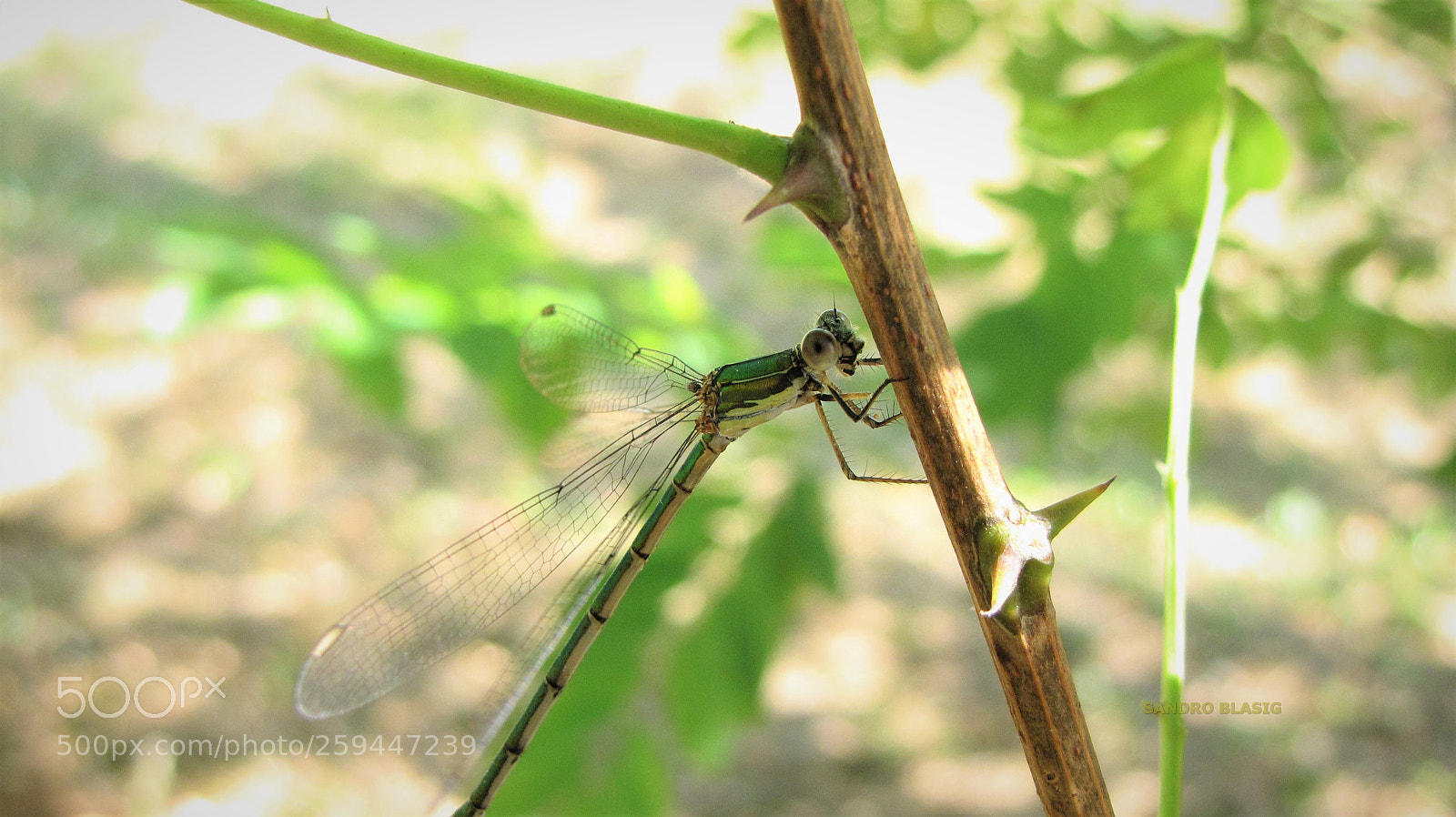 Canon PowerShot SX10 IS sample photo. Dragonfly photography