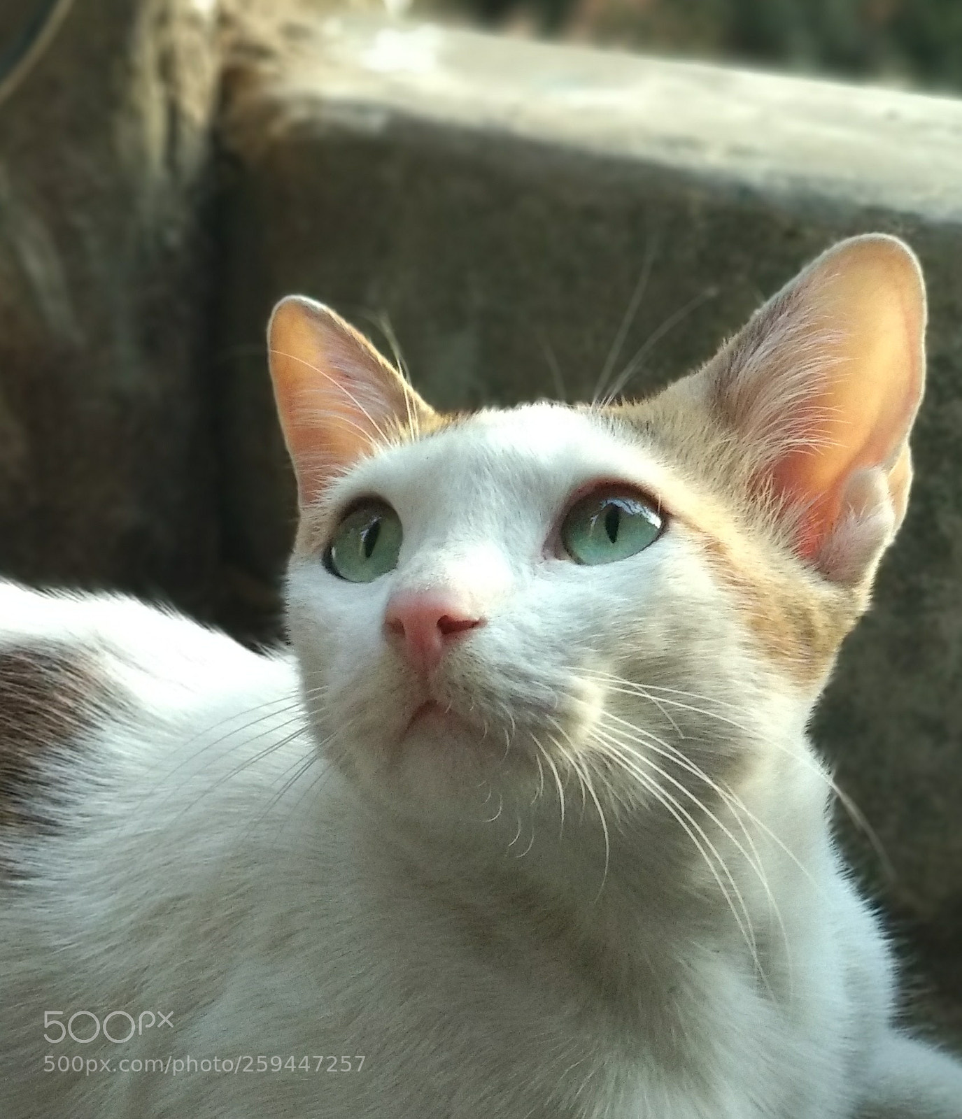 Xiaomi Mi A1 sample photo. Cat (over cute) photography