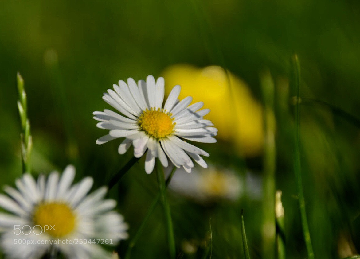 Nikon D5300 sample photo. Untitled photography