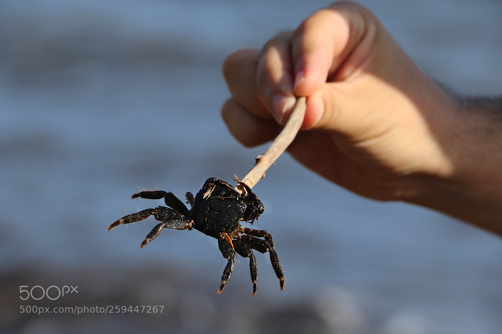 Canon EOS 70D sample photo. Wrestling crab photography