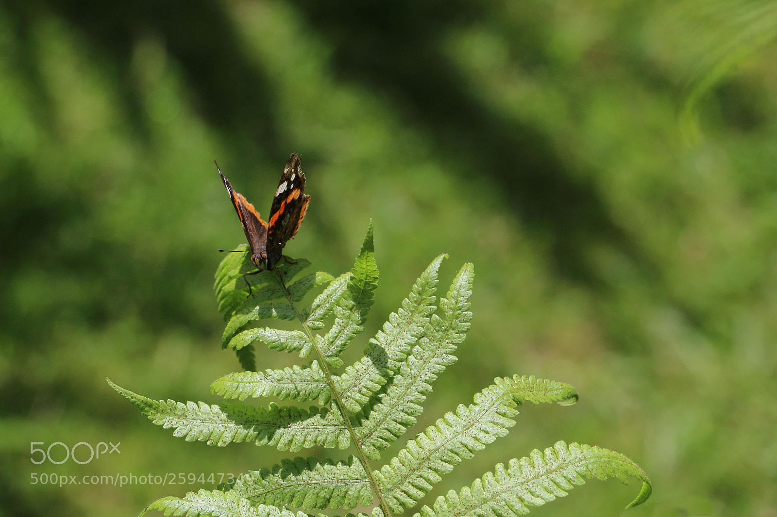 Canon EOS 70D sample photo. Butterfly resting on a photography