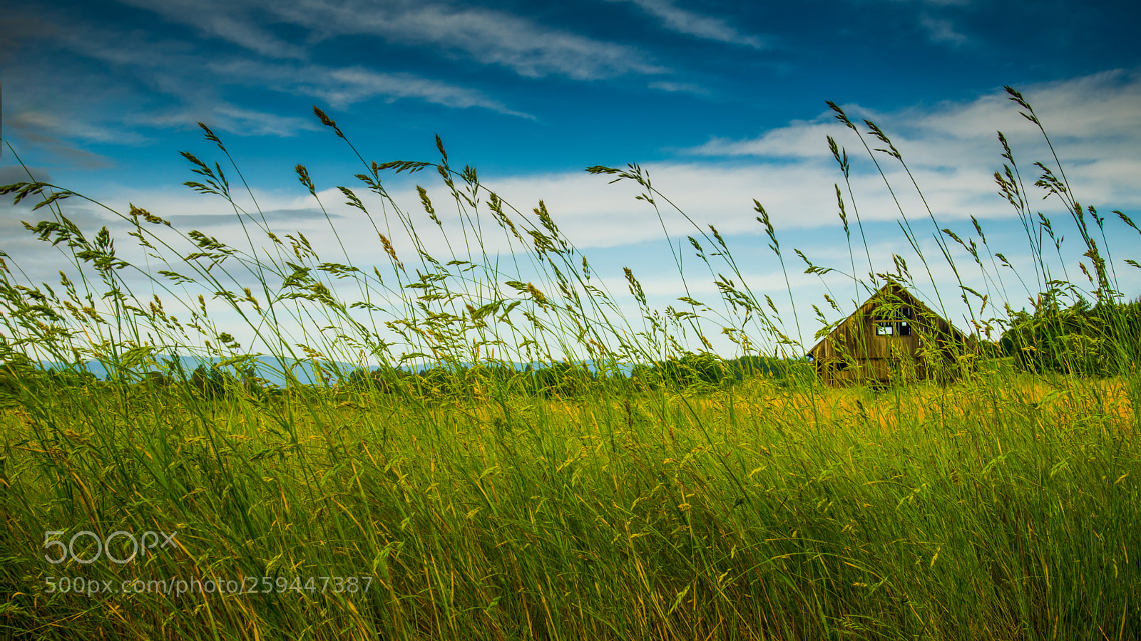 Nikon D7000 sample photo. Barn through the tall photography