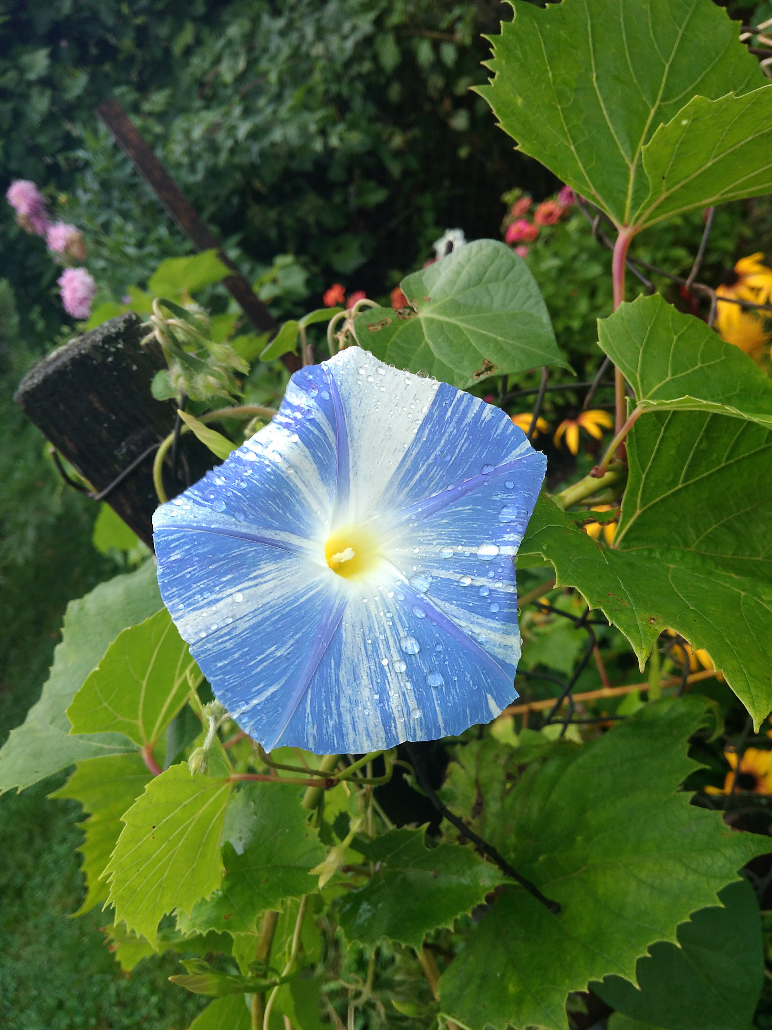 Xiaomi Redmi 4A sample photo. Flower.jpg photography