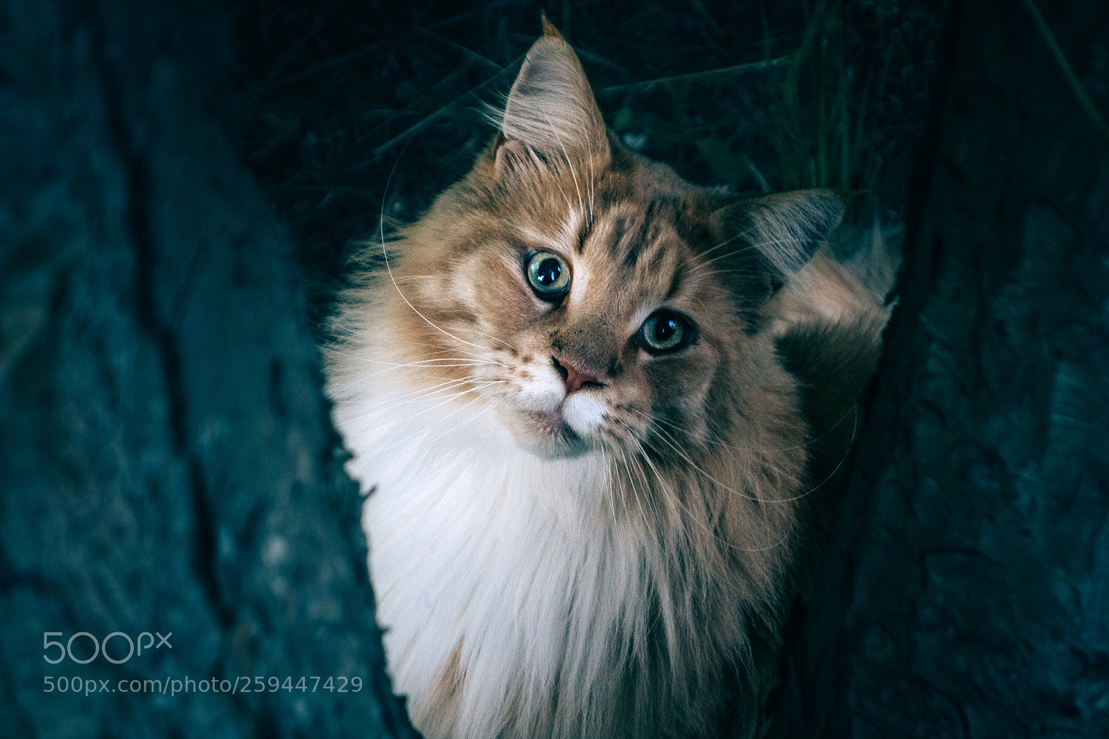 Sony Cyber-shot DSC-RX100 II sample photo. Maine coon photography