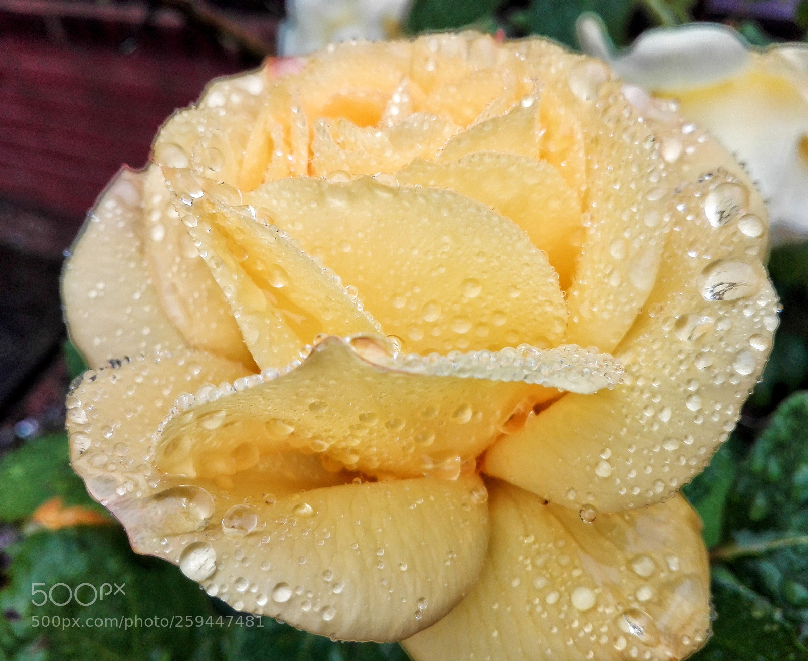 HUAWEI P8 Lite sample photo. Just yellow... photography