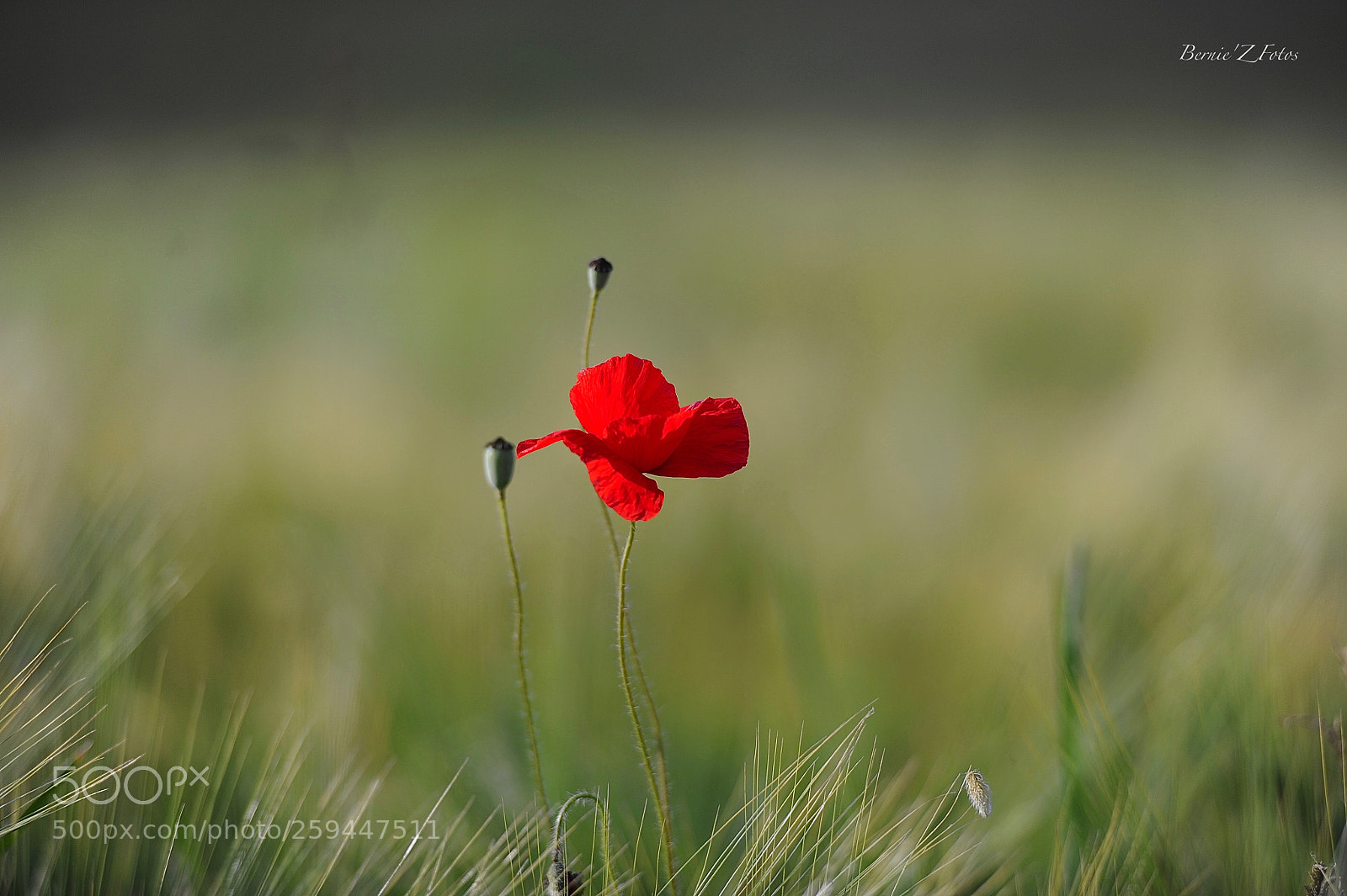 Nikon D3 sample photo. Poppy in barley photography