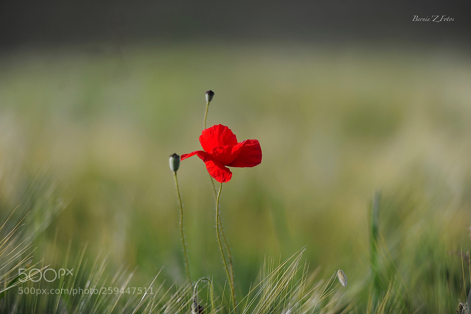 Nikon D3 sample photo. Poppy in barley photography