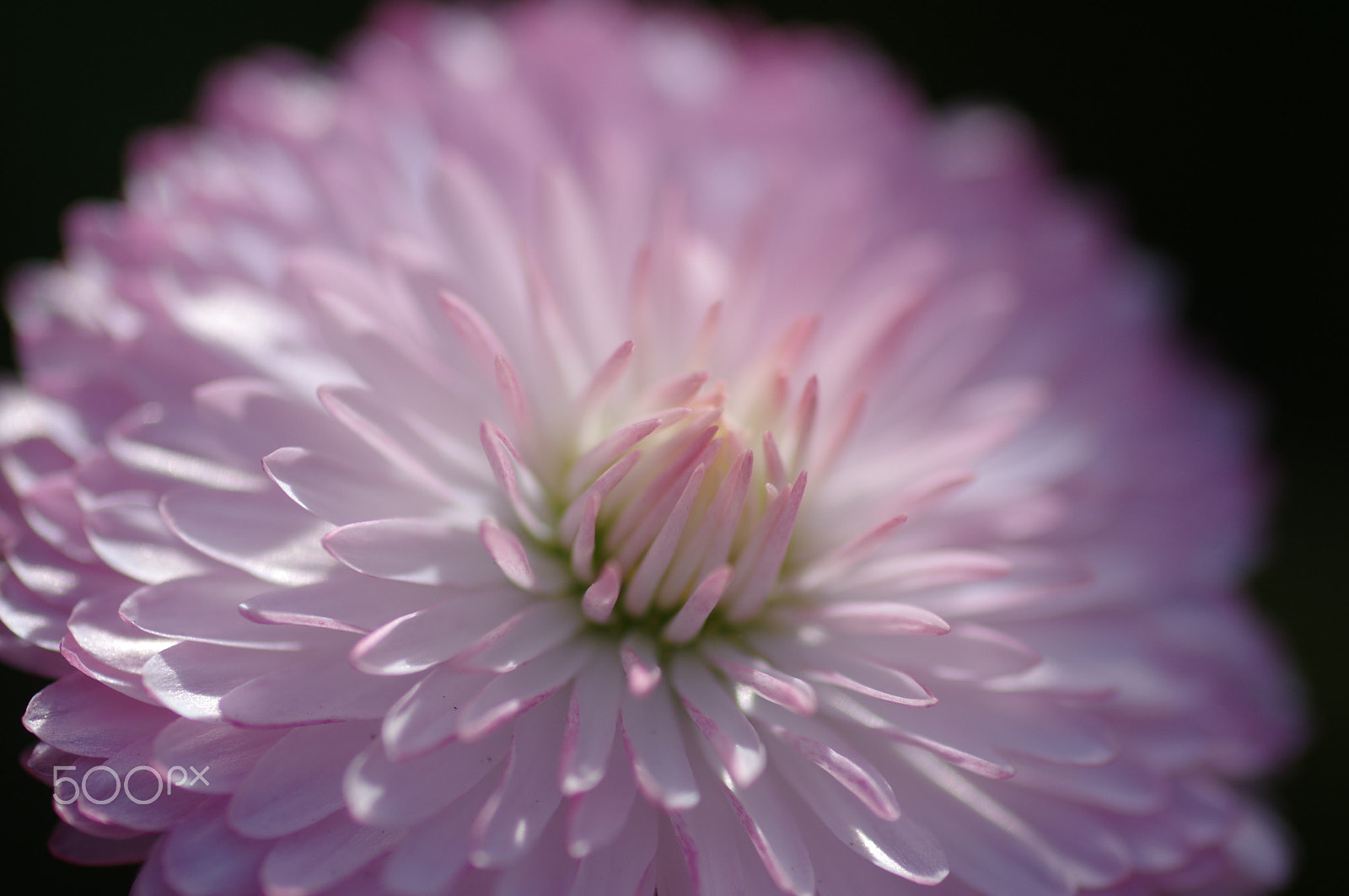 Pentax K-3 II sample photo. Pink daisy photography