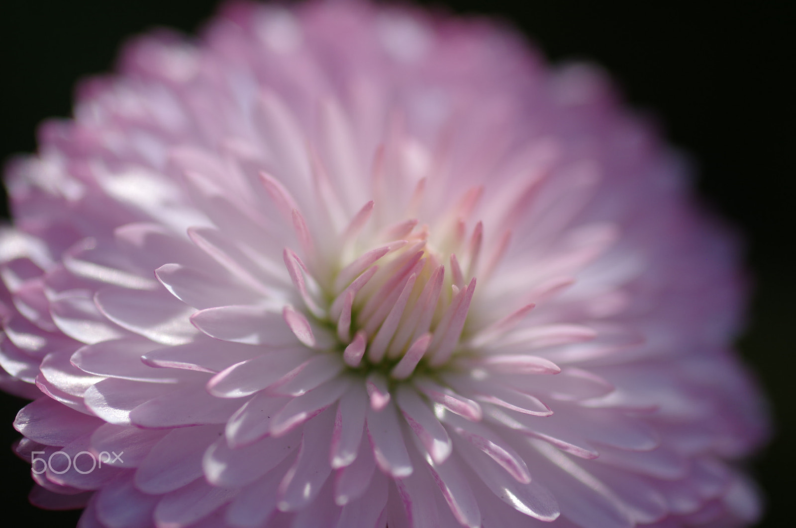 Pentax smc D-FA 100mm F2.8 Macro WR sample photo. Pink daisy photography