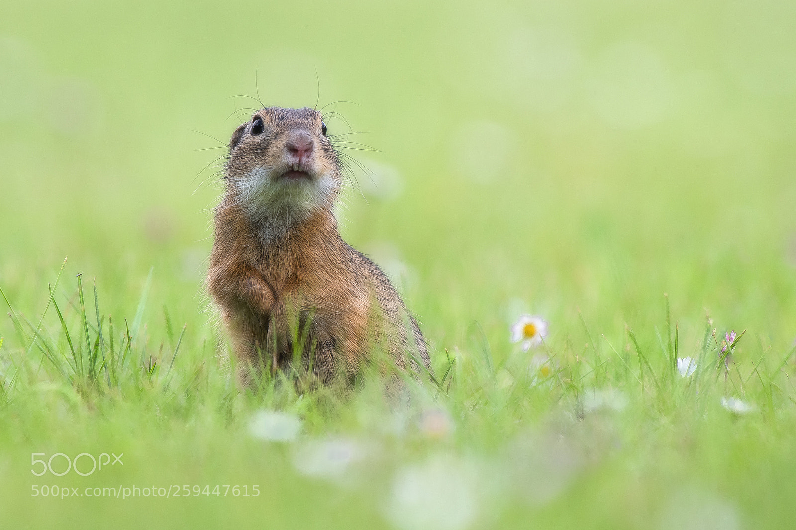 Nikon D500 sample photo. Ziesel photography
