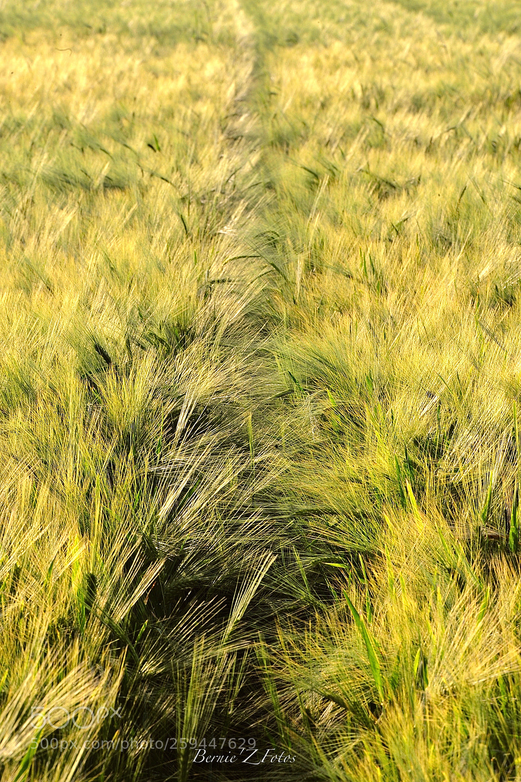 Nikon D3 sample photo. Barley field photography