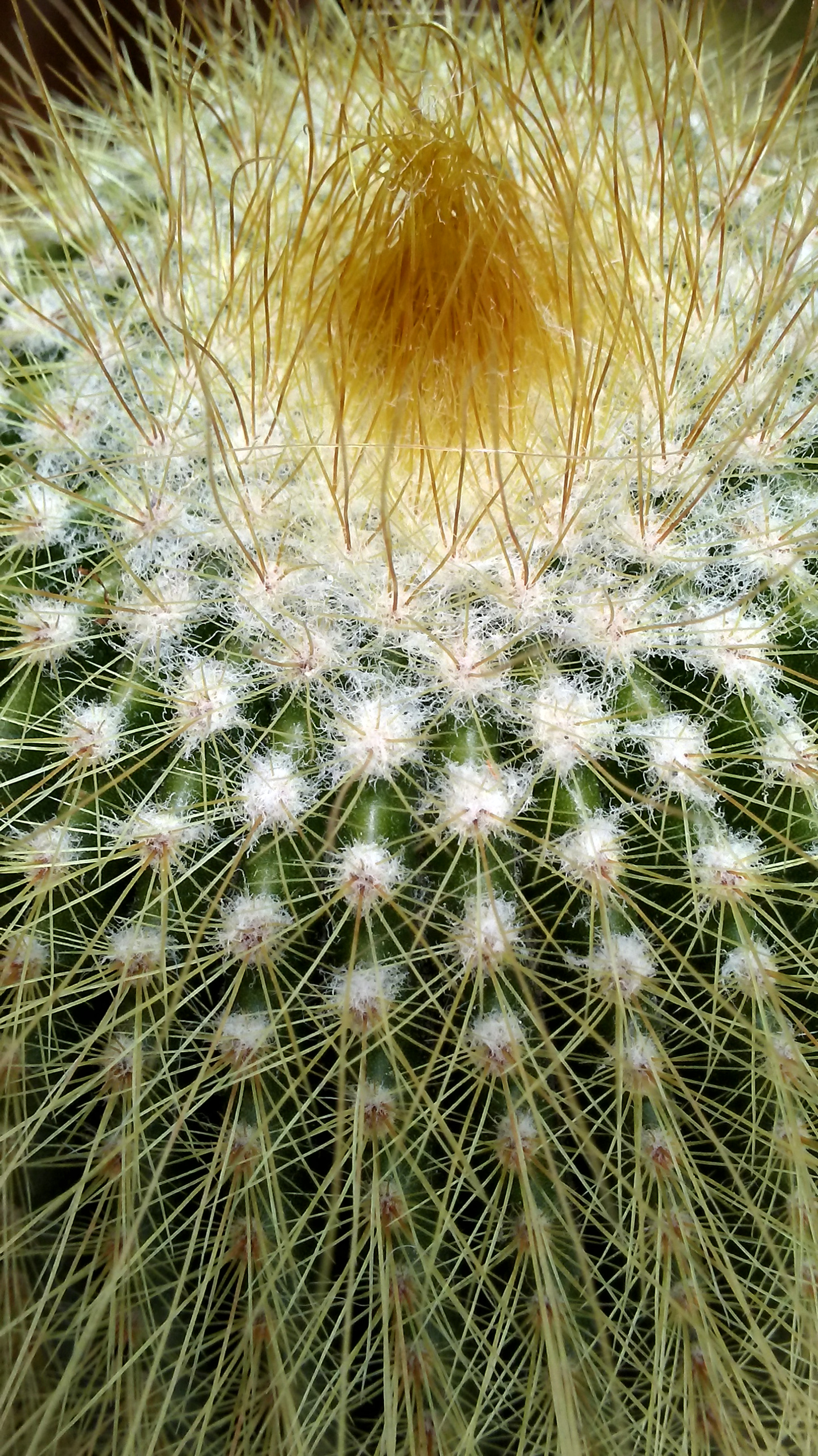LG K4 sample photo
