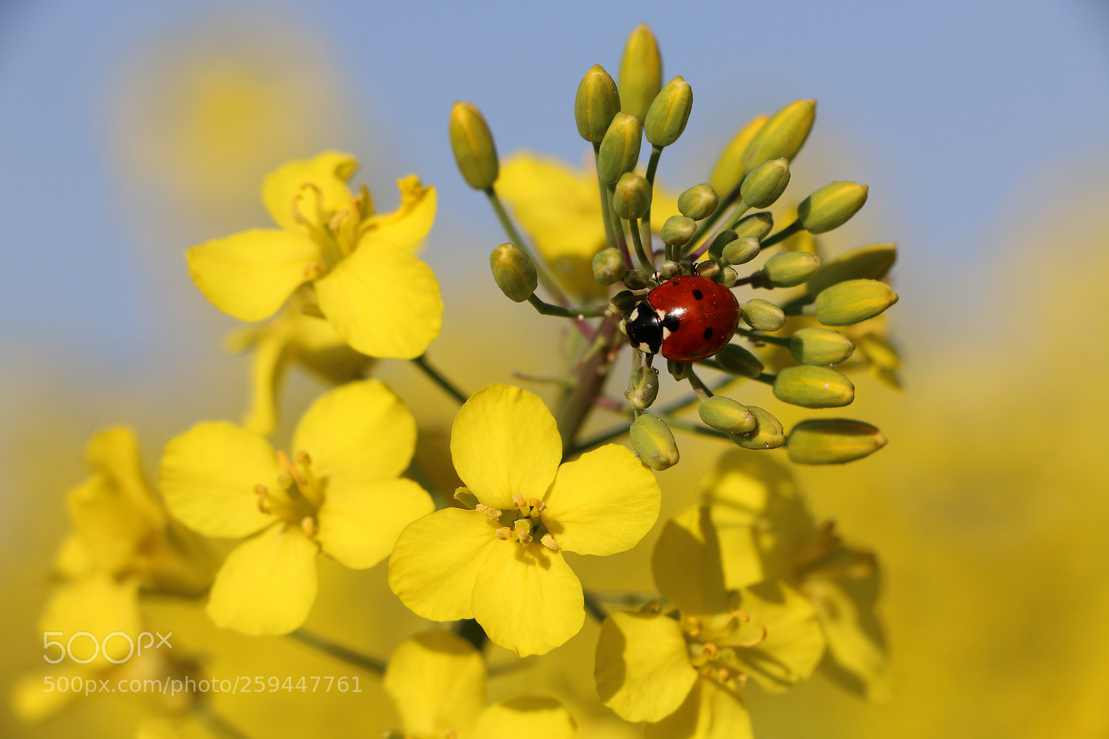 Canon EOS 70D sample photo. Ladybug in yellow photography