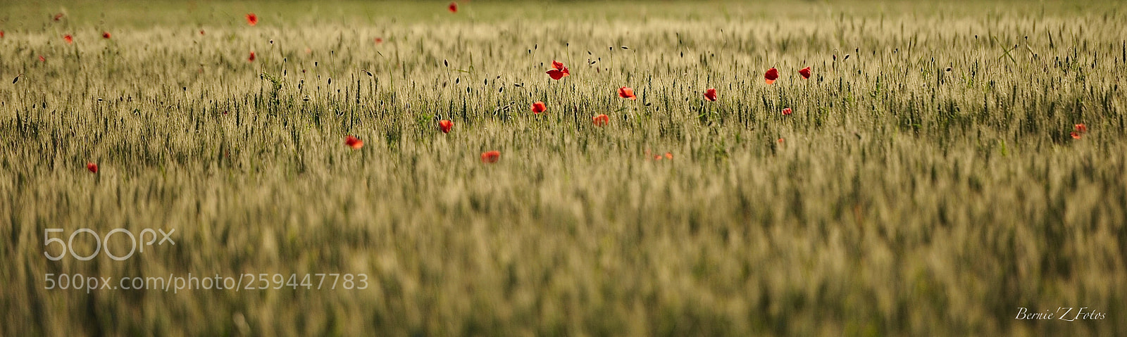 Nikon D3 sample photo. Poppy in corn field photography