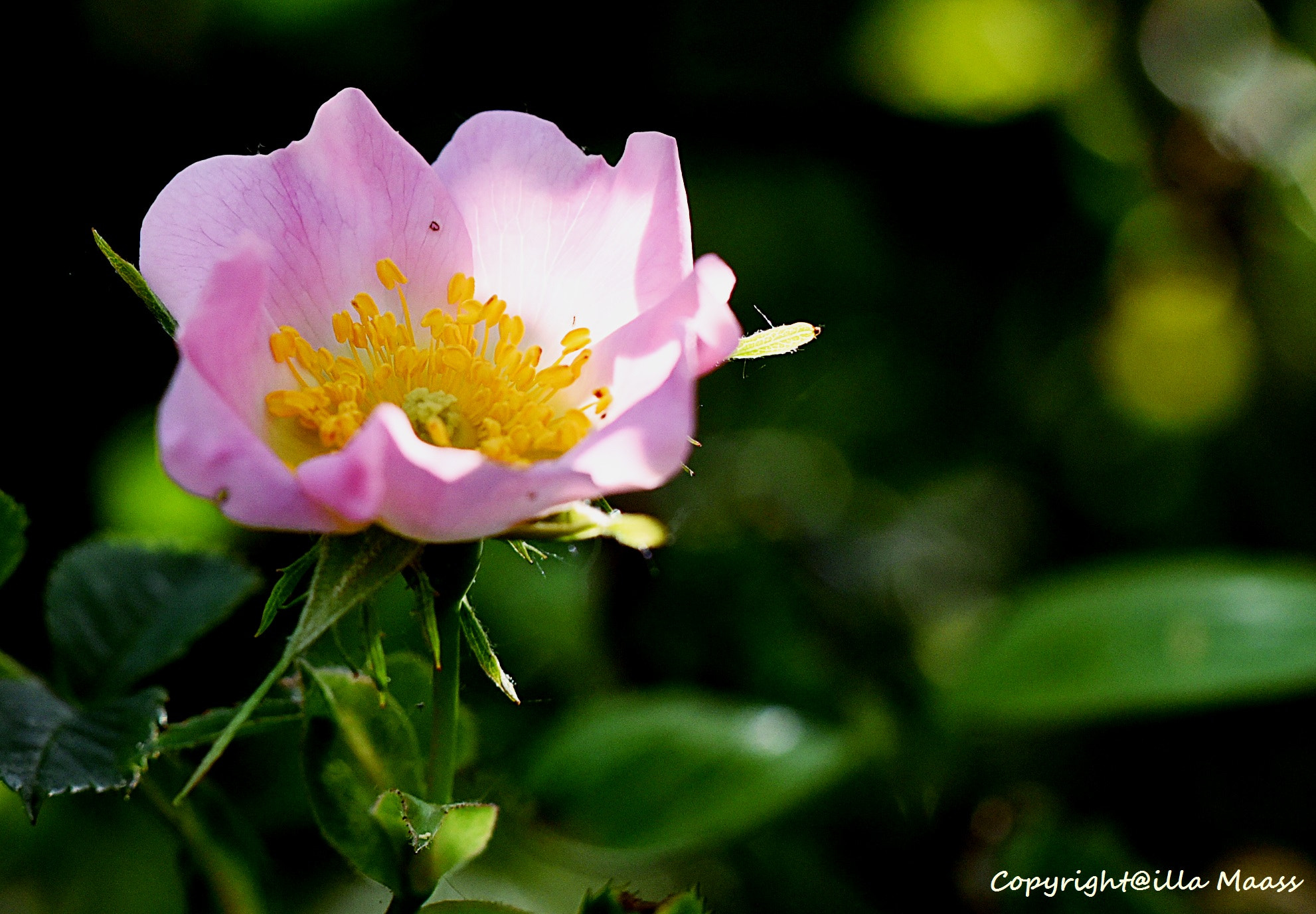 Nikon D750 sample photo. Rosa canina photography