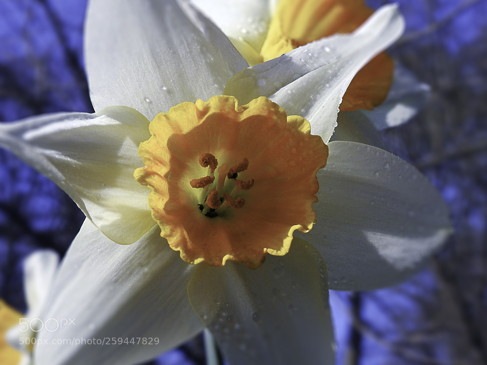 Nikon Coolpix P900 sample photo. Daffodil photography