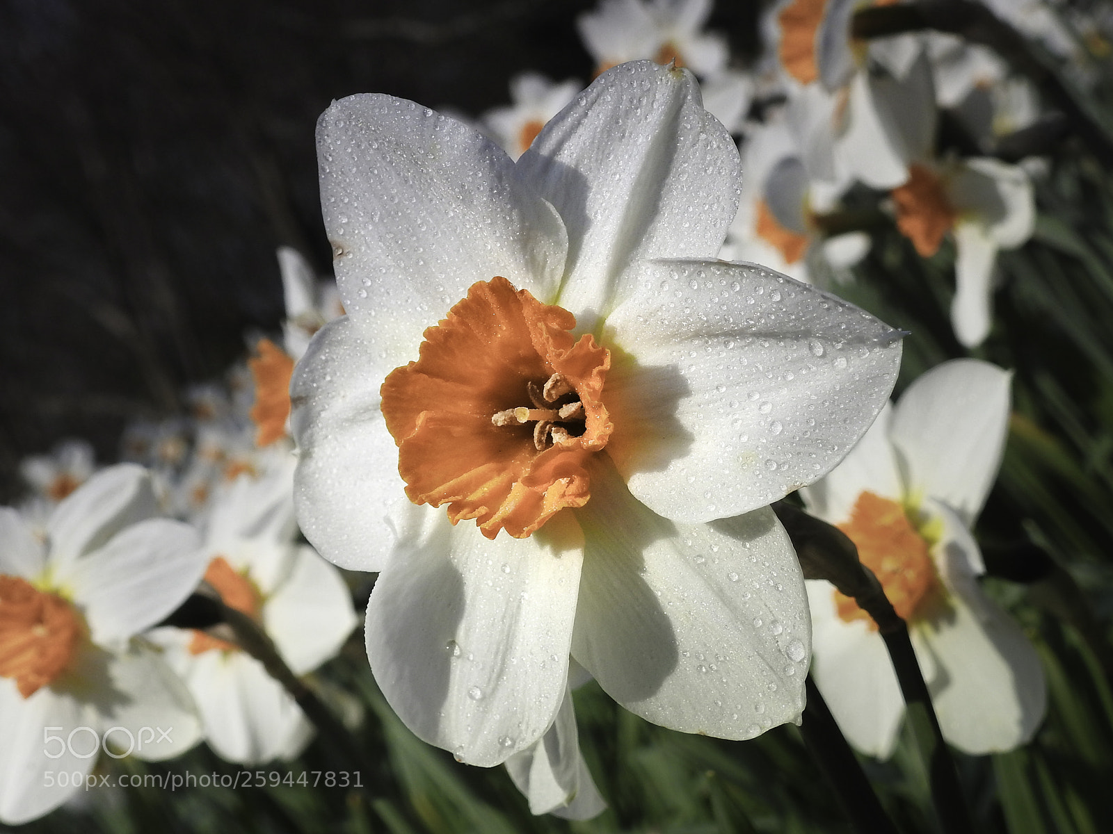 Nikon Coolpix P900 sample photo. Daffodils photography