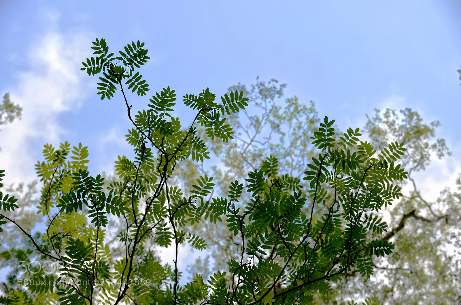 Nikon D7000 sample photo. New leaves rising up photography
