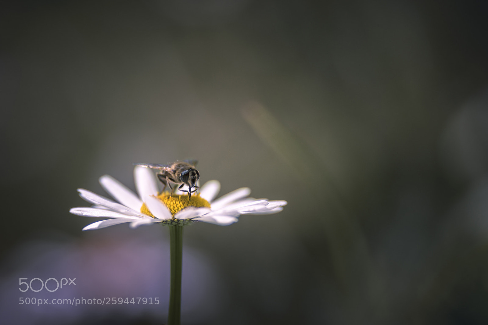 Nikon D7200 sample photo. Volucella photography