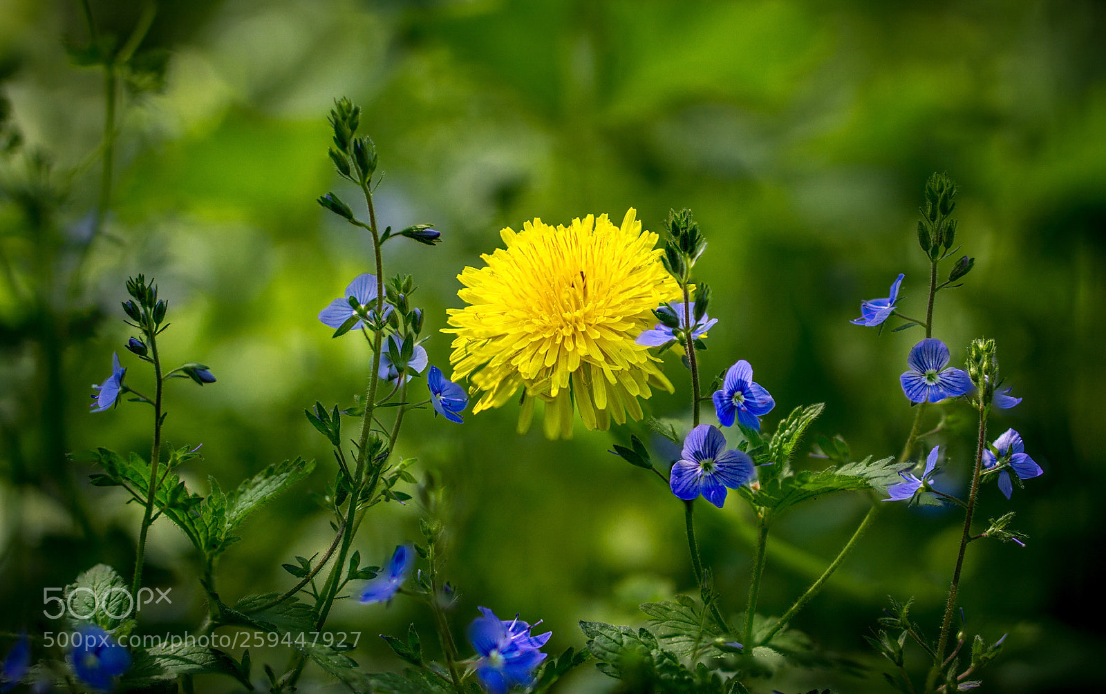 Sony a6000 sample photo. *** photography