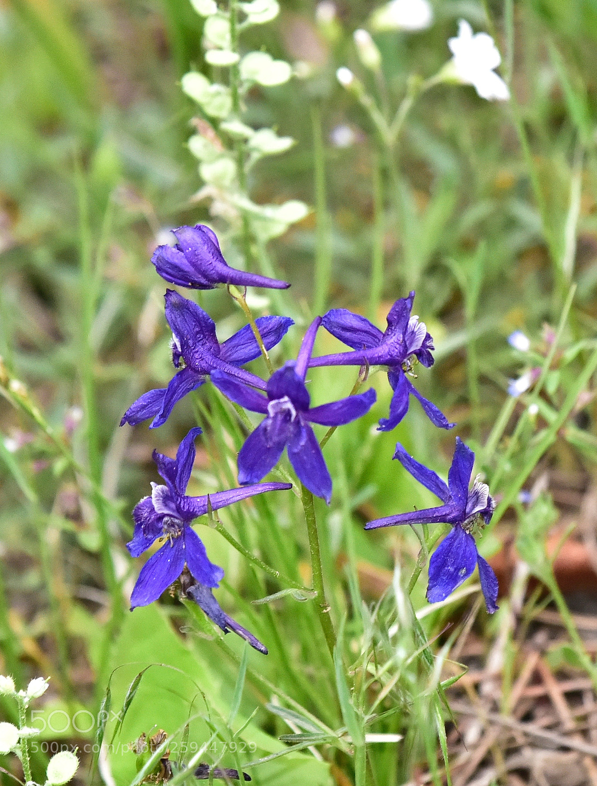 Nikon D810 sample photo. Wildflowers mount falcon morrison photography
