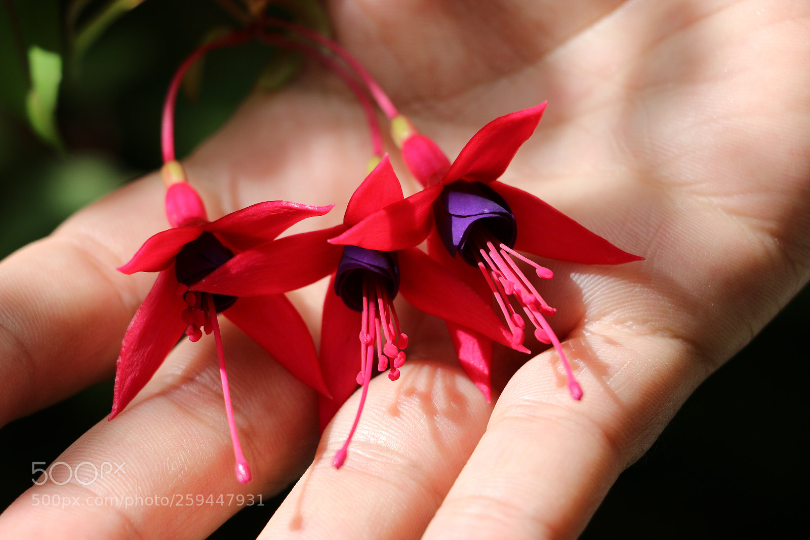 Canon EOS 70D sample photo. Flowers on one hand photography