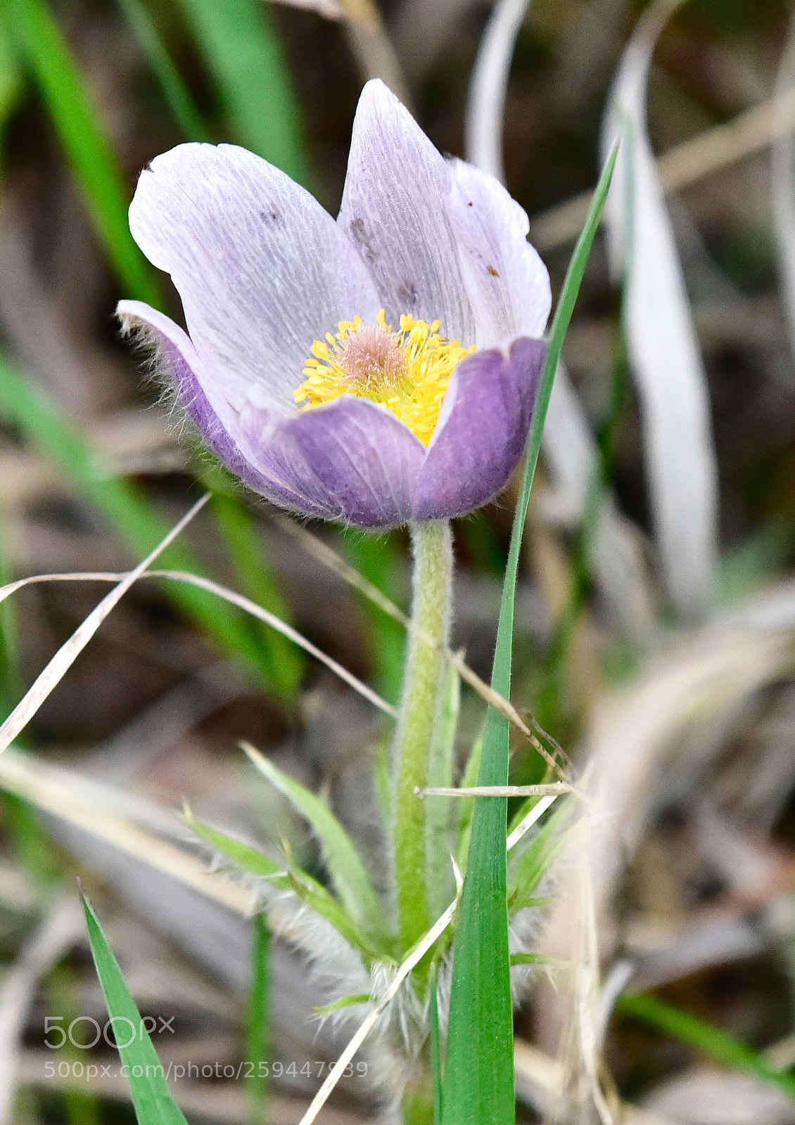 Nikon D810 sample photo. Flower mt falcon morrison photography