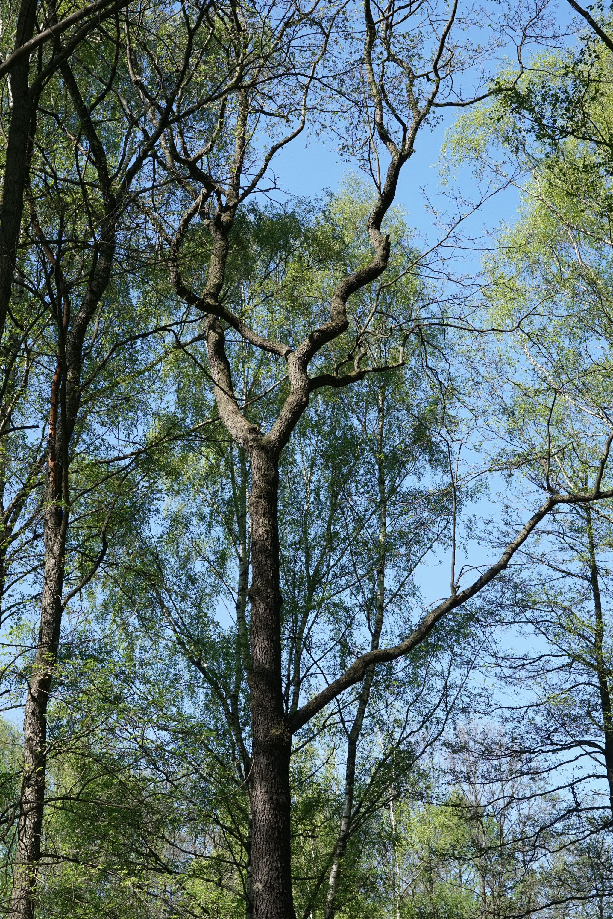 Sony a6000 + Sony Sonnar T* FE 55mm F1.8 ZA sample photo. Spring in the park photography