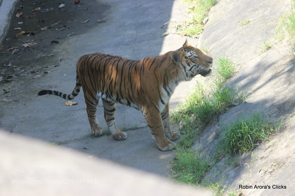 Canon EF-S 55-250mm F4-5.6 IS II sample photo. Img photography