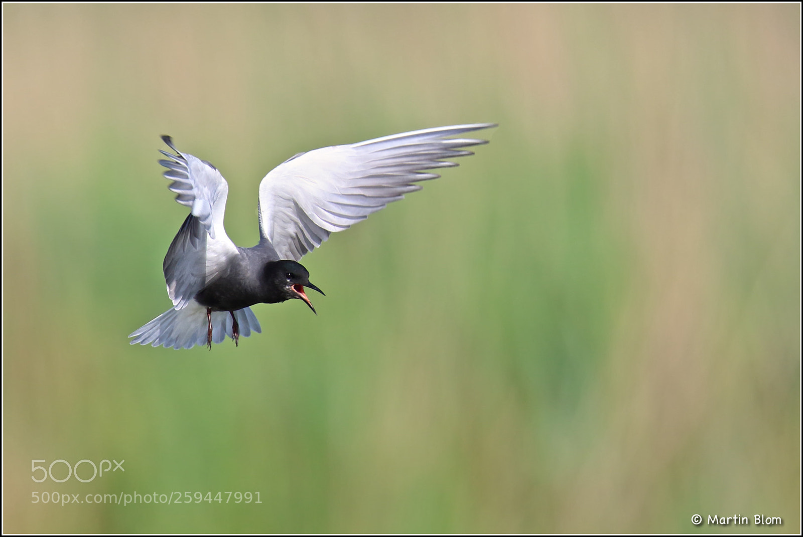 Canon EOS 7D Mark II sample photo. Zwarte stern chlidonias niger photography