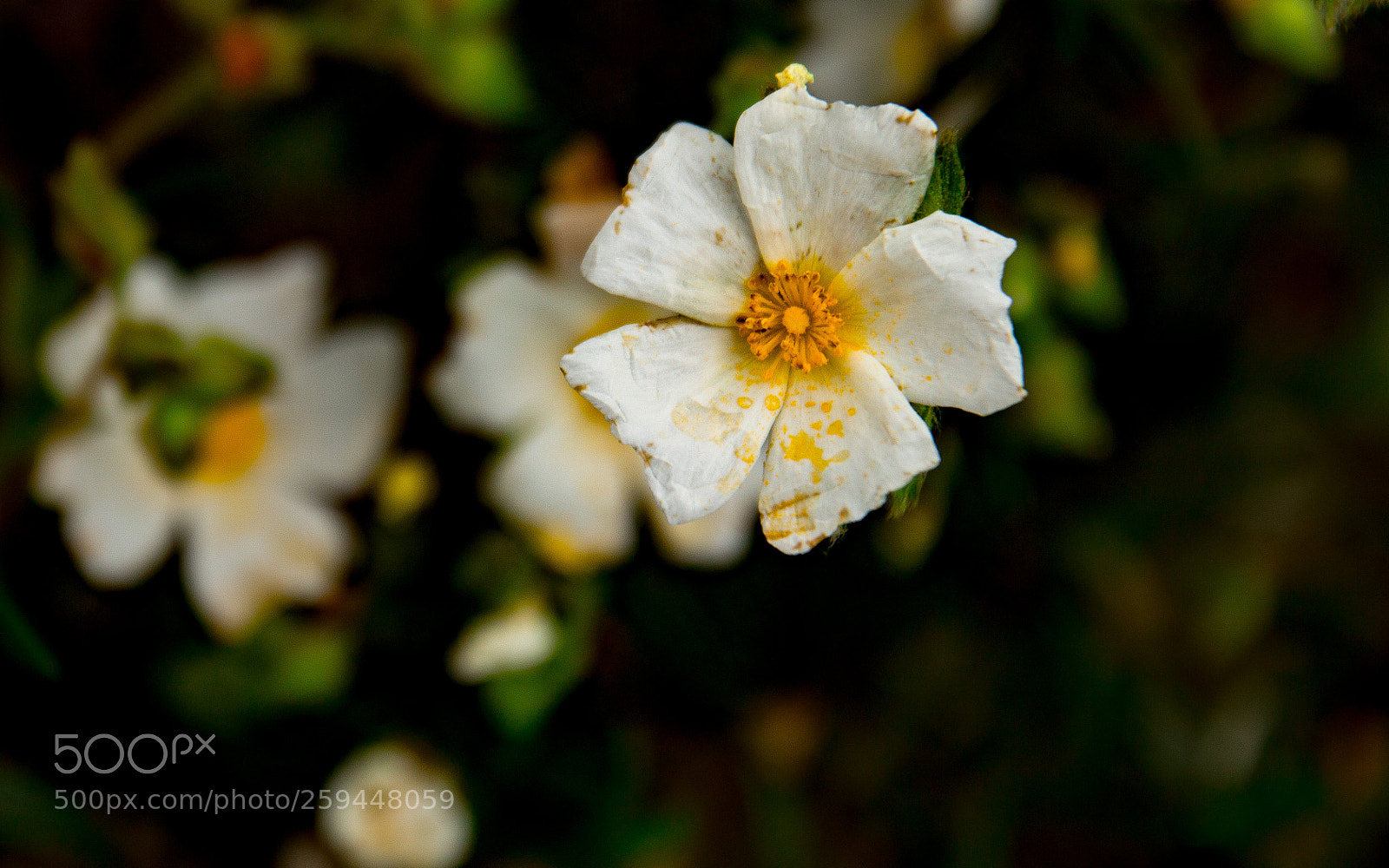 Canon EOS 70D sample photo. Delicate photography