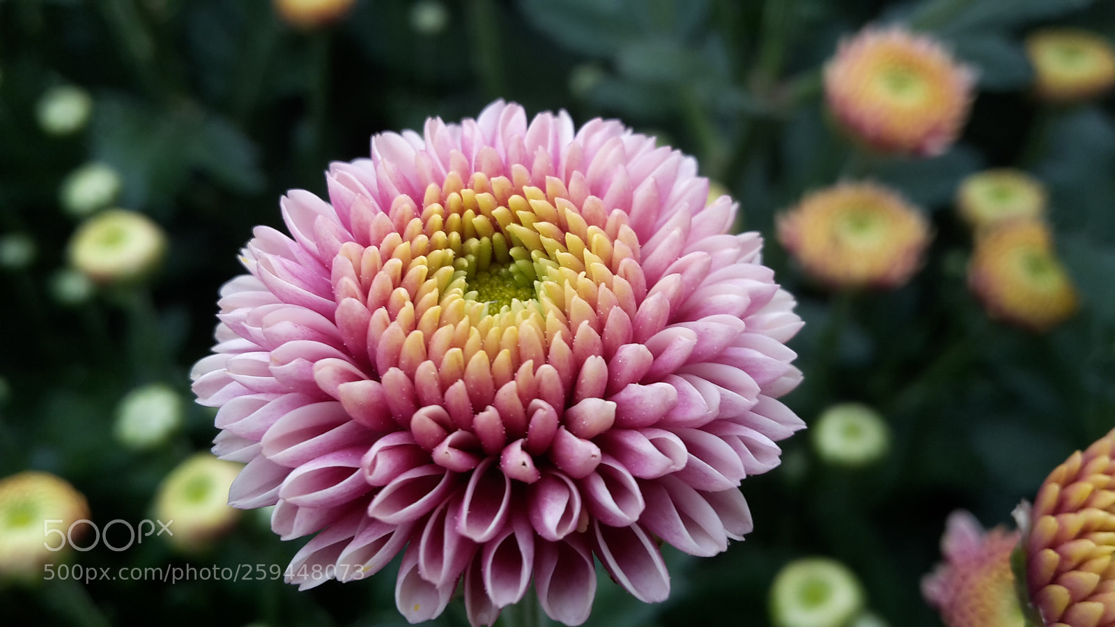 Samsung Galaxy S5 Mini sample photo. Nice photography